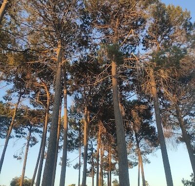 Shepperton Road Reserve East Victoria Park