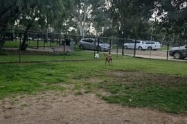 Small Dog Park Mawson Lakes