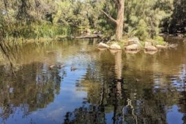 Steen Bird Park Pooraka