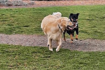 Symonds Reserve Dog Park Aldinga Beach