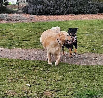 Symonds Reserve Dog Park Aldinga Beach