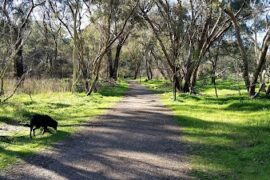 Tangari Regional Park Woodcroft (SA)