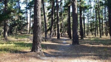 The Magic Forest Happy Valley (SA)