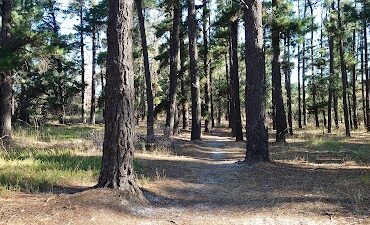 The Magic Forest Happy Valley (SA)