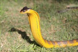 The West Australian Reptile Park Ellenbrook