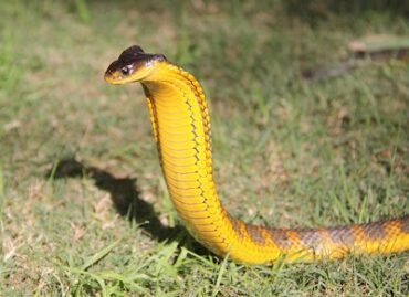 The West Australian Reptile Park Ellenbrook