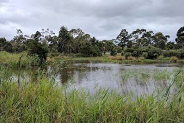 Tirhatuan Wetlands Rowville