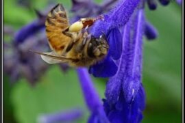 Victorian Salvia Study Group Glen Waverley