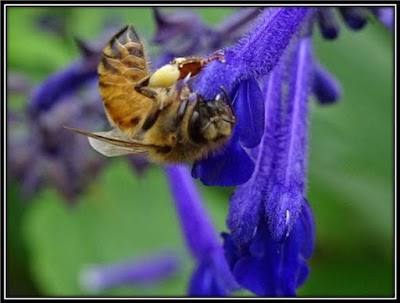 Victorian Salvia Study Group Glen Waverley