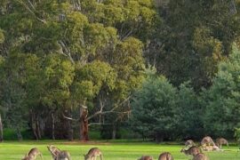 Westerfolds Park Templestowe