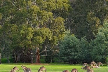 Westerfolds Park Templestowe