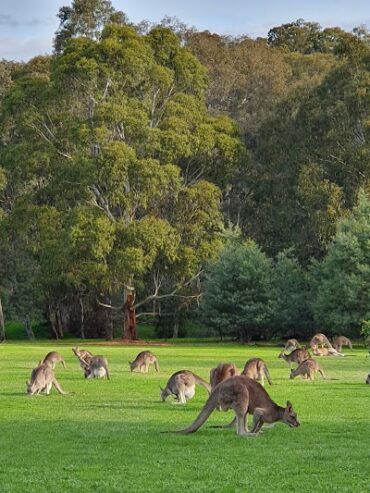 Westerfolds Park Templestowe