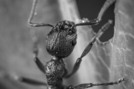 ant bites on babies