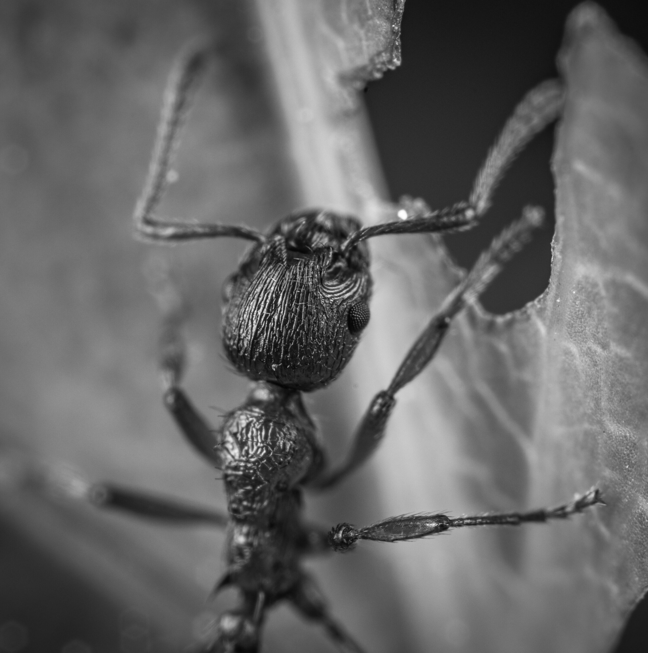 ant bites on babies