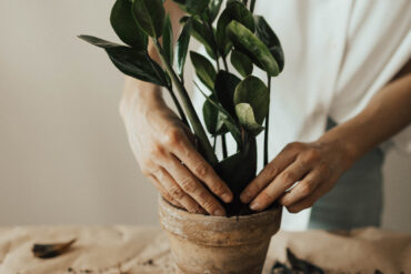 indoor pot plants melbourne