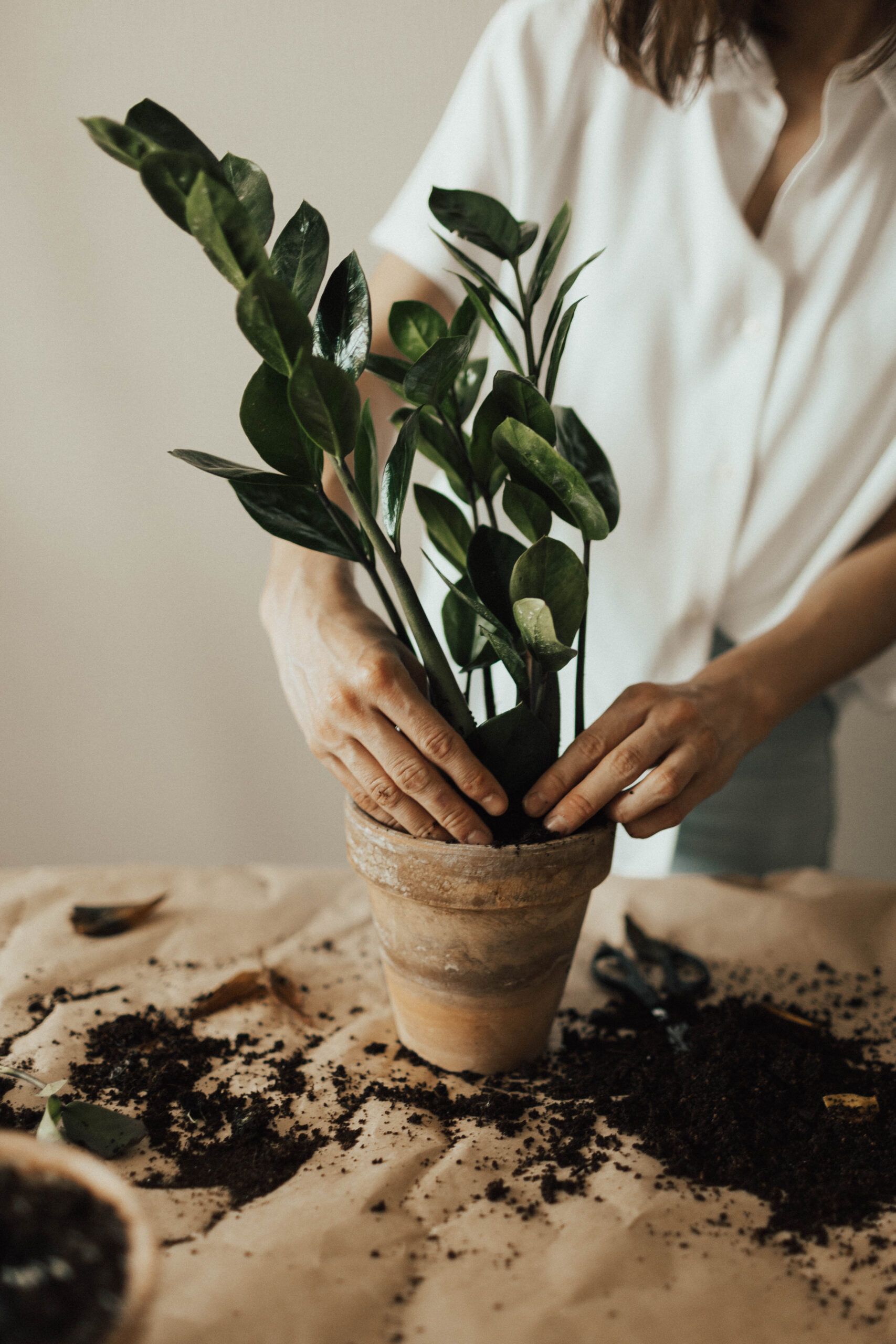 indoor pot plants melbourne