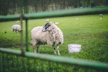 kids animal farms melbourne