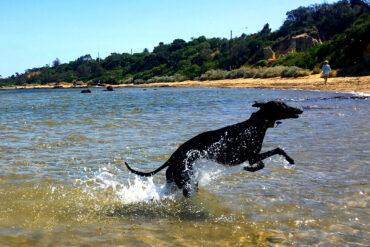 off lead dog beaches melbourne