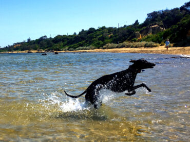 off lead dog beaches melbourne