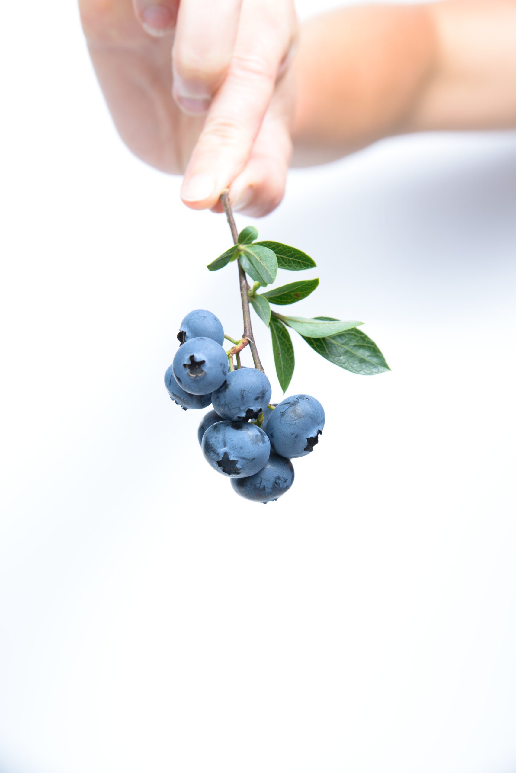 pick berries melbourne