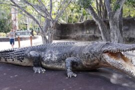 Australia Zoo Beerwah