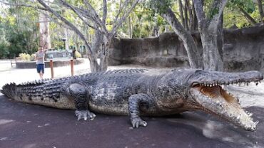 Australia Zoo Beerwah