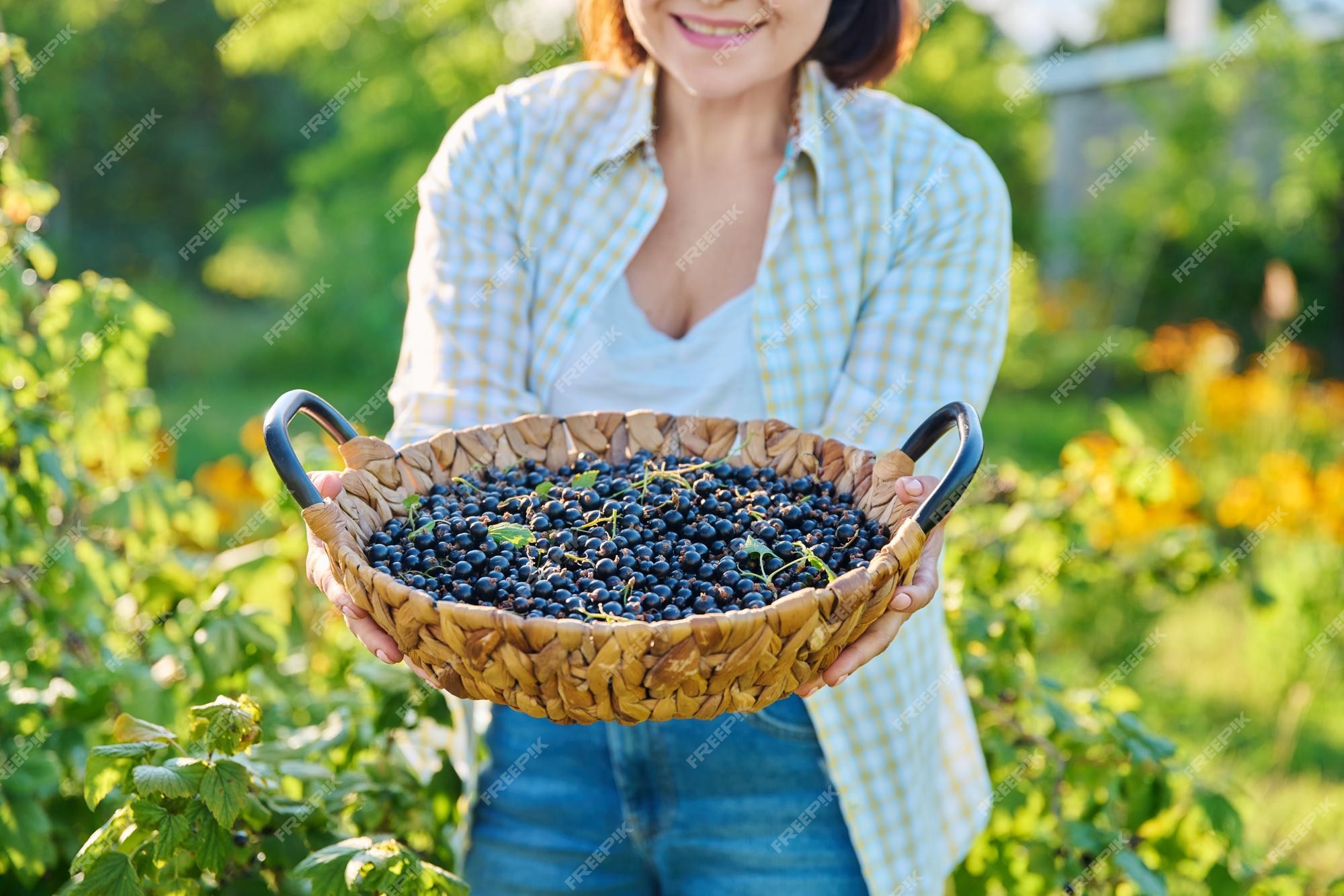 Blueberry Picking Places in Adelaide