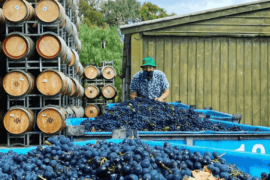 Blueberry Picking Places in Bendigo