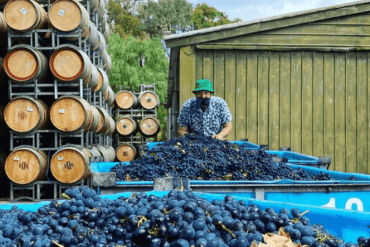 Blueberry Picking Places in Bendigo