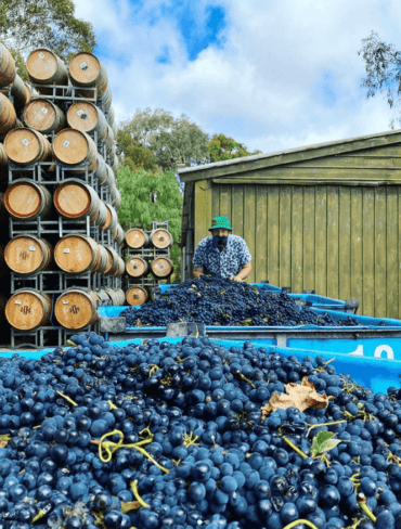 Blueberry Picking Places in Bendigo