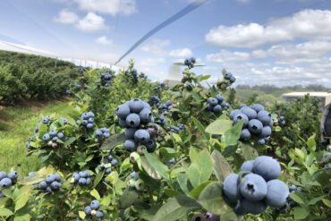 Blueberry Picking Places in Brisbane