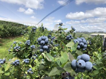 Blueberry Picking Places in Brisbane