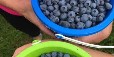 Blueberry Picking Places in Cairns