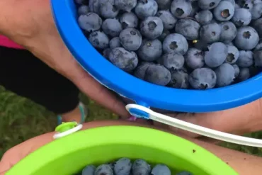 Blueberry Picking Places in Cairns