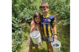 Blueberry Picking Places in Canberra