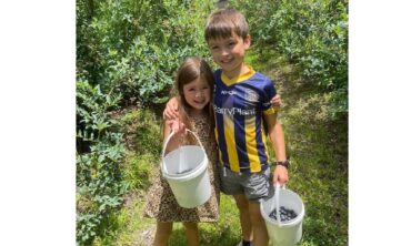 Blueberry Picking Places in Canberra