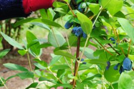 Blueberry Picking Places in Darwin