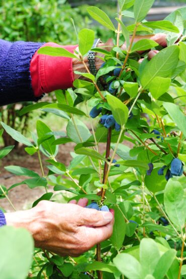 Blueberry Picking Places in Darwin