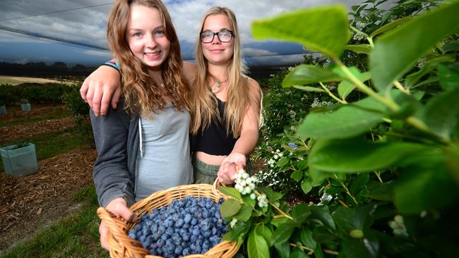 Blueberry Picking Places in Geelong