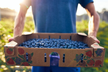 Blueberry Picking Places in Gold Coast