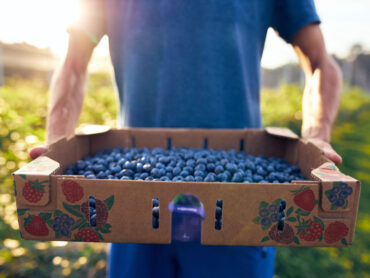 Blueberry Picking Places in Gold Coast