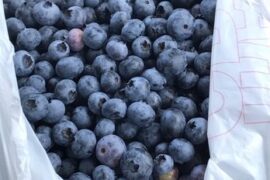 Blueberry Picking Places in Hobart