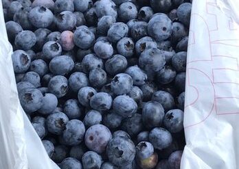 Blueberry Picking Places in Hobart