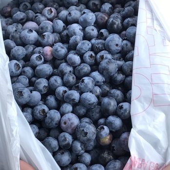 Blueberry Picking Places in Hobart