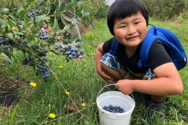 Blueberry Picking Places in Launceston