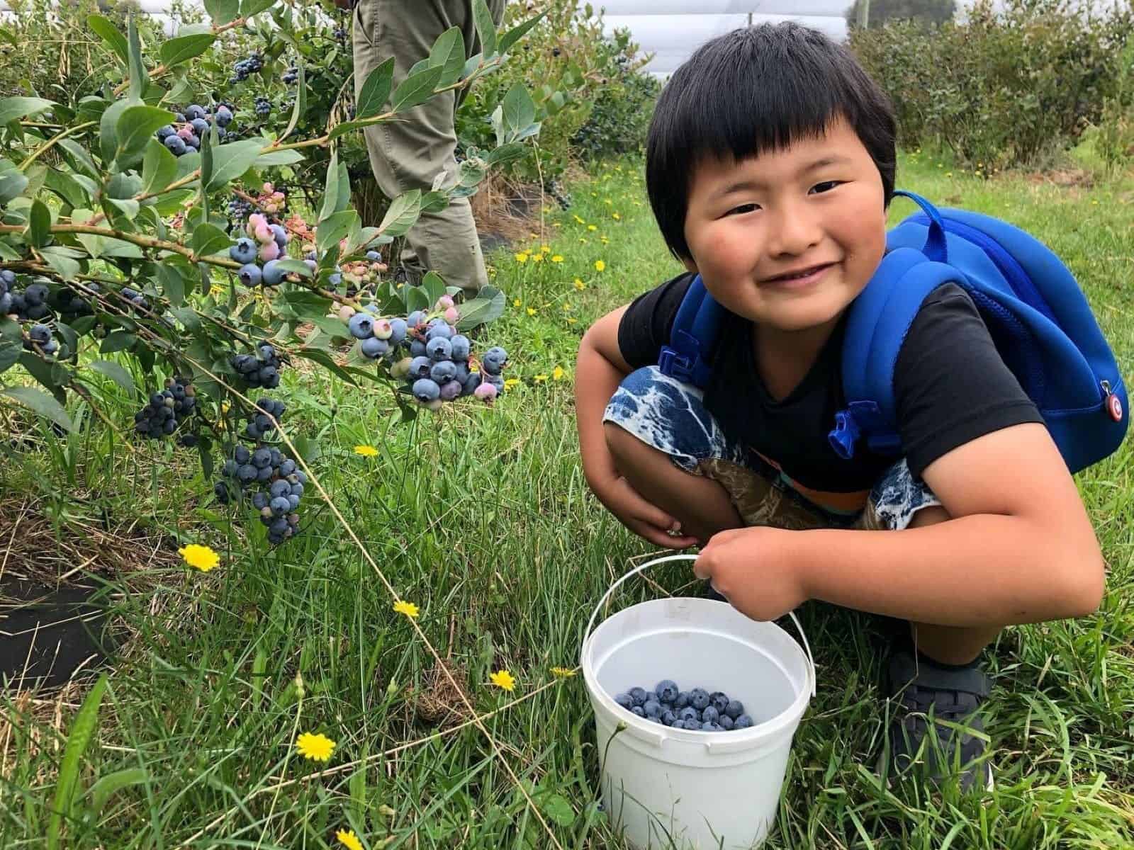 Blueberry Picking Places in Launceston