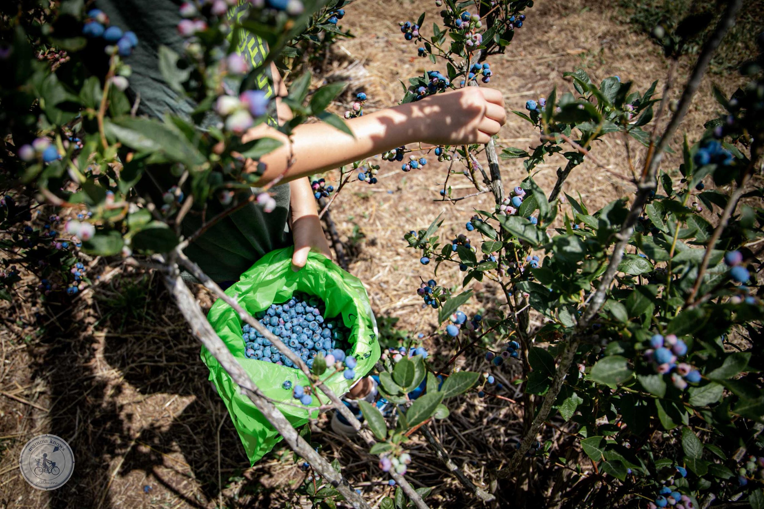 Blueberry Picking Places in Melbourne