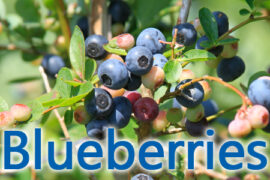 Blueberry Picking Places in Sunshine Coast