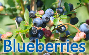 Blueberry Picking Places in Sunshine Coast