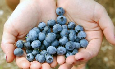 Blueberry Picking Places in Toowoomba